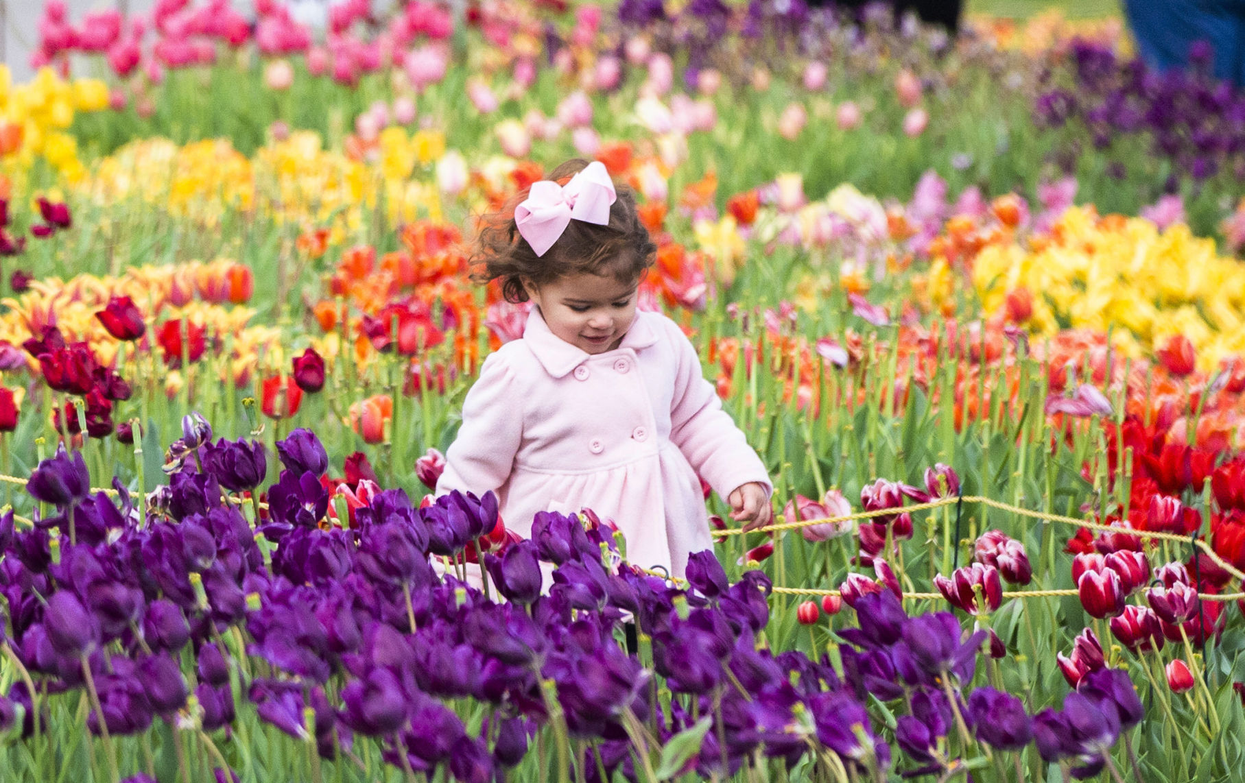 NO.tulips.022219.04.JPG (copy)